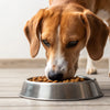 Should You Feed Your Dog Raw Food? An In-Depth Exploration