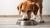 Should You Feed Your Dog Raw Food? An In-Depth Exploration