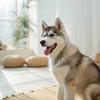 Should You Feed Your Puppy Grain-Free Food? What Every Dog Owner Needs to Know
