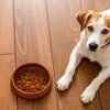 Should You Get Grain Free Dog Food? What Owners Need to Know