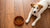 Should You Get Grain-Free Dog Food? A Comprehensive Guide for Pet Owners