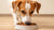 Should You Give Dogs Wet Food? Understanding the Benefits and Drawbacks