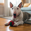Should You Give Your Dog Treats Every Day? Exploring the Benefits and Best Practices