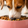 Should You Give Your Dog Wet Food? An In-Depth Exploration of Canine Nutrition