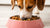 Should You Give Your Dog Wet Food? An In-Depth Exploration of Canine Nutrition