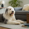 Should You Hydrate Dry Dog Food? Exploring the Benefits and Considerations