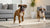 Should You Mix Kibble with Water? Understanding the Benefits and Considerations