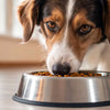 Should You Raise Your Dog's Food Bowl? Exploring the Benefits and Risks