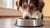 Should You Raise Your Dog's Food Bowl? Exploring the Benefits and Risks