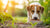 Should You Wet Your Dog's Kibble? Exploring the Benefits and Drawbacks