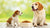 Smooth Transition: How to Transition Puppy to Dog Food