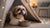 The Benefits and Guidelines of Raw Feeding for Puppies