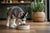 The Best Dog Food for Siberian Husky Puppies: A Growth Guide