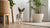 The Best Flour for Dog Treats: A Comprehensive Guide for Pet Owners