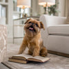 The Best Ingredients for Homemade Dog Treats: A Comprehensive Guide