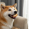 The Dangers of Leaving Wet Dog Food Left Out Overnight: What Every Pet Owner Should Know
