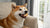 The Dangers of Leaving Wet Dog Food Left Out Overnight: What Every Pet Owner Should Know