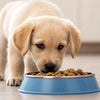 The Essential Guide on How to Introduce Dog Food to Puppies