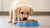 The Essential Guide on How to Introduce Dog Food to Puppies