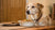 The Guide to Understanding How Much Food Does a 12 lb Dog Need-140858228975