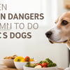 The Hidden Dangers: What Human Foods Are Toxic to Dogs to Eat