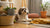 The Joy of Homemade Banana Dog Treats: A Tail-Wagging Delight