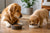 The Perfect Dog Feeding Schedule by Age