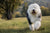 The Playful Spirit: Old English Sheepdog Personality Traits