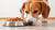 The Right Time: When Can a Dog Eat Hard Food?-140214337775