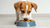 The Ultimate Guide on How Much Food Should You Feed a Small Dog-140657033455