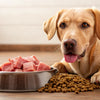 The Ultimate Guide on How to Feed Raw Dog Food: Elevating Your Pet's Nutrition Experience