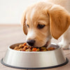 The Ultimate Guide on How to Give Dog Food to Puppy: Ensuring Healthy Growth and Nutrition