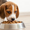 The Ultimate Guide on When Puppies Can Eat Hard Dog Food