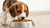 The Ultimate Guide on When Puppies Can Eat Hard Dog Food