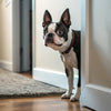The Ultimate Guide to Homemade Dog Treats for Diabetic Dogs