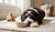 Transitioning Your Puppy: When Can a Dog Eat Adult Dog Food?-141416038639