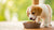 Transitioning Your Puppy: When Can Dogs Eat Adult Food?