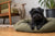 Understanding Affenpinscher Personality Traits
