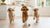 Understanding Affenpinscher Personality Traits: A Comprehensive Guide