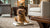 Understanding Affenpinscher Temperament: A Comprehensive Guide