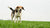 Understanding Aggressive Dog Behavior: What Are Signs of Aggressive Dog Behavior?