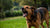 Understanding Aggressive Dog Behavior: What Does It Look Like?-141094125807