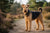 Understanding Airedale Terrier Personality Traits