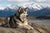 Understanding Alaskan Malamute Personality Traits