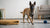 Understanding Alaskan Malamute Personality Traits: A Comprehensive Guide for Potential Owners