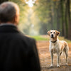 Understanding Alpha Dog Behavior: Debunking Myths and Defining Realities