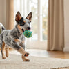 Understanding American Bulldog Health Problems: A Comprehensive Guide