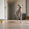 Understanding American Bulldog Temperament: A Comprehensive Guide for Potential Owners