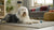 Understanding American Eskimo Dog Personality Traits: The Perfect Companion for Your Family
