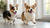 Understanding American Foxhound Health Problems: A Comprehensive Guide for Pet Owners